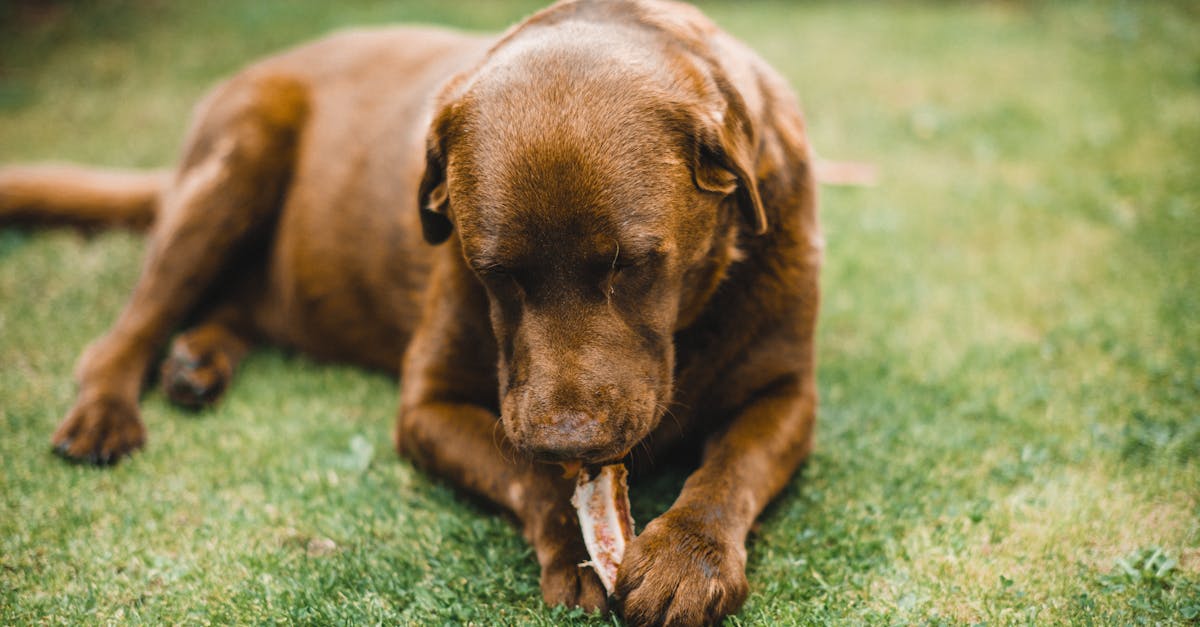 How to make bone marrow for dogs