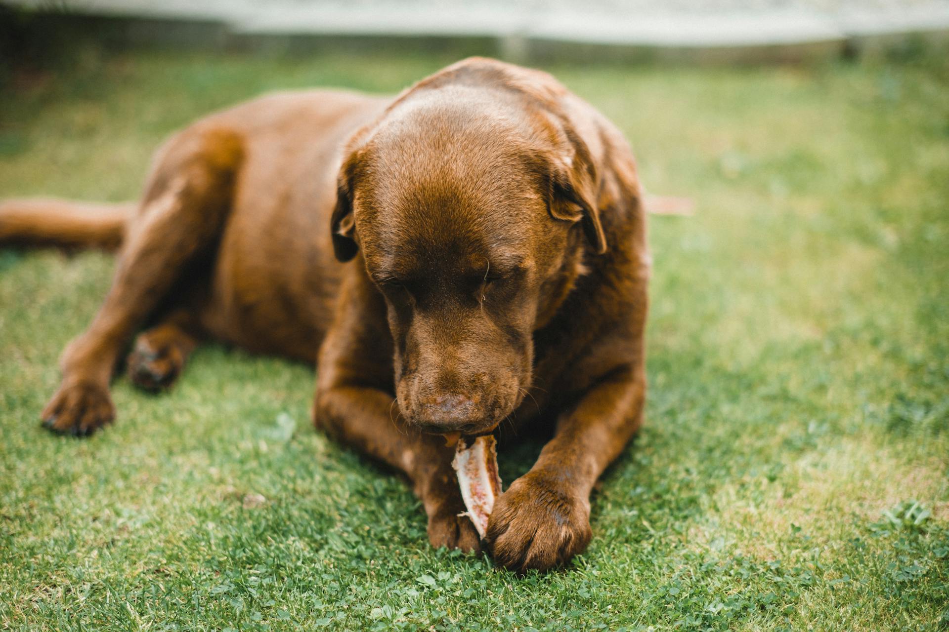 Närbild av en brun hund som äter ett ben