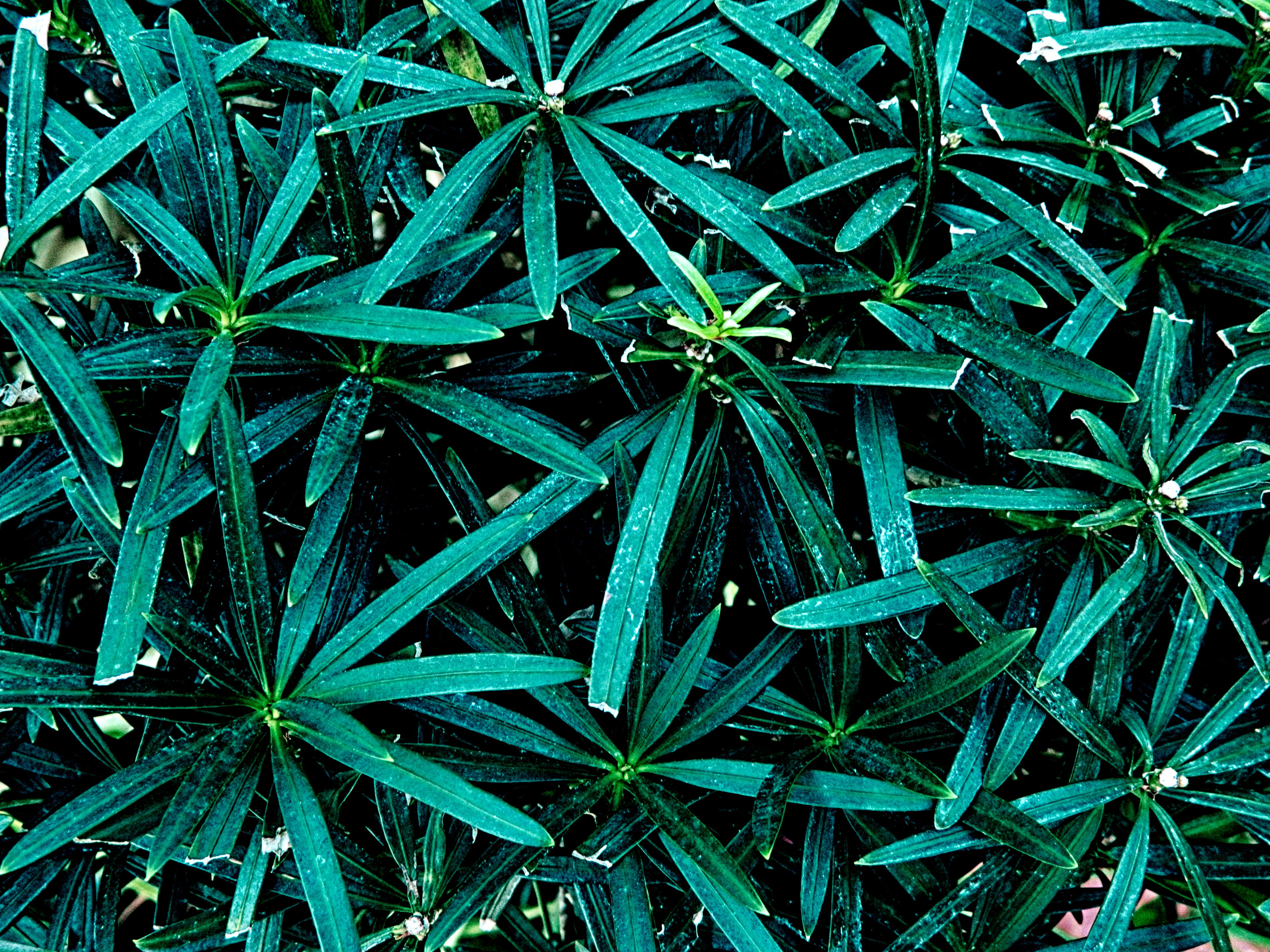 Free stock photo of background, background image, botanical