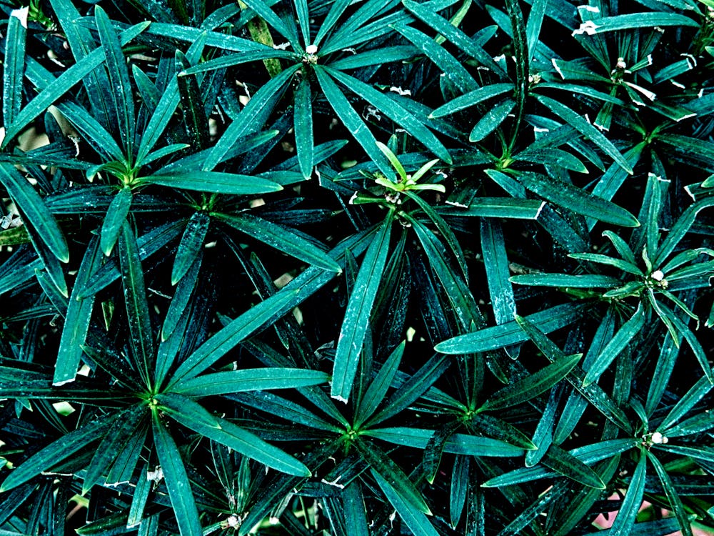 Free stock photo of background, background image, botanical