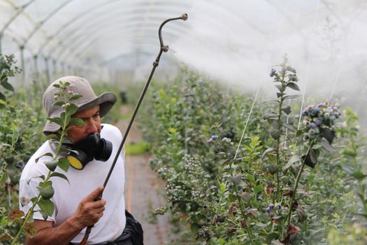 Man Fumigating the Plants 