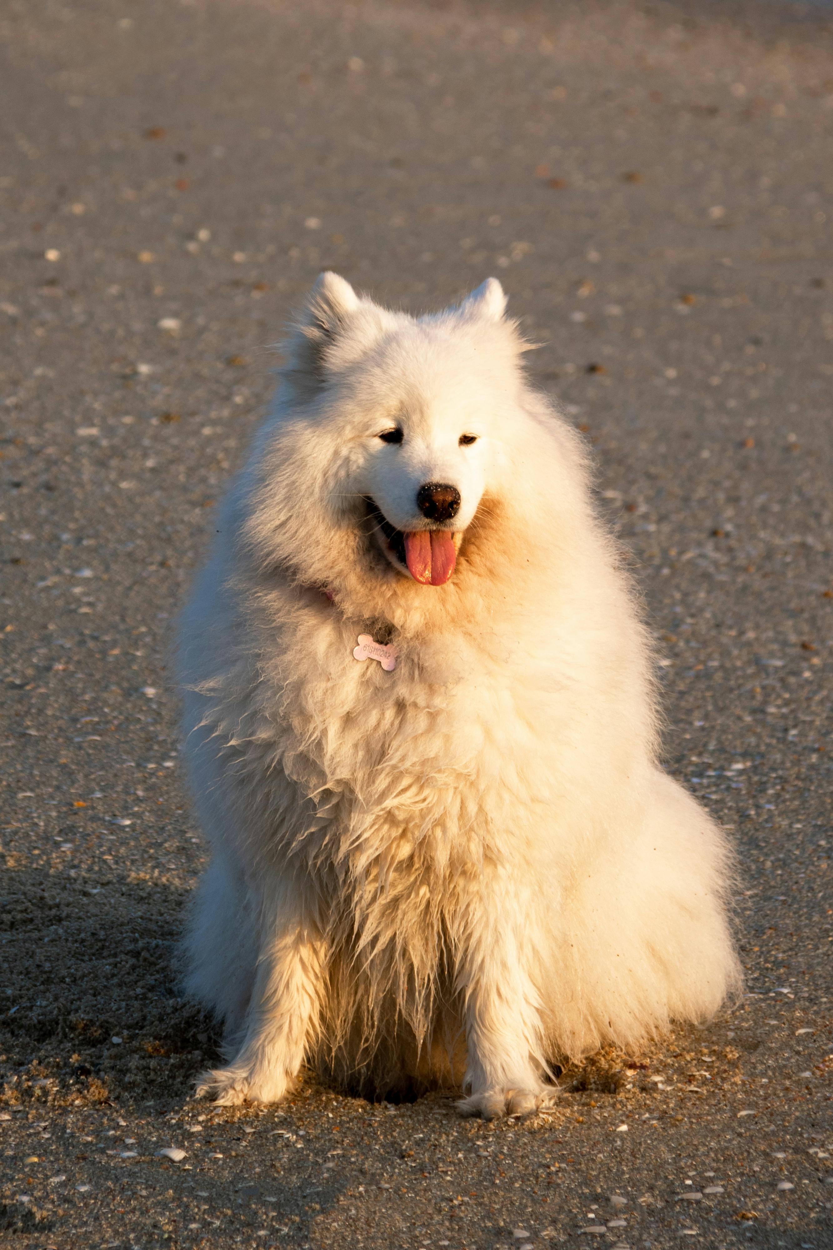 サモエド samoyed セーラーツイードジャケット ジャケット 高評価の