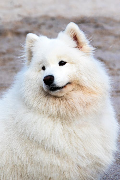 Cute White Long Coat Dog in Close-Up Shot 