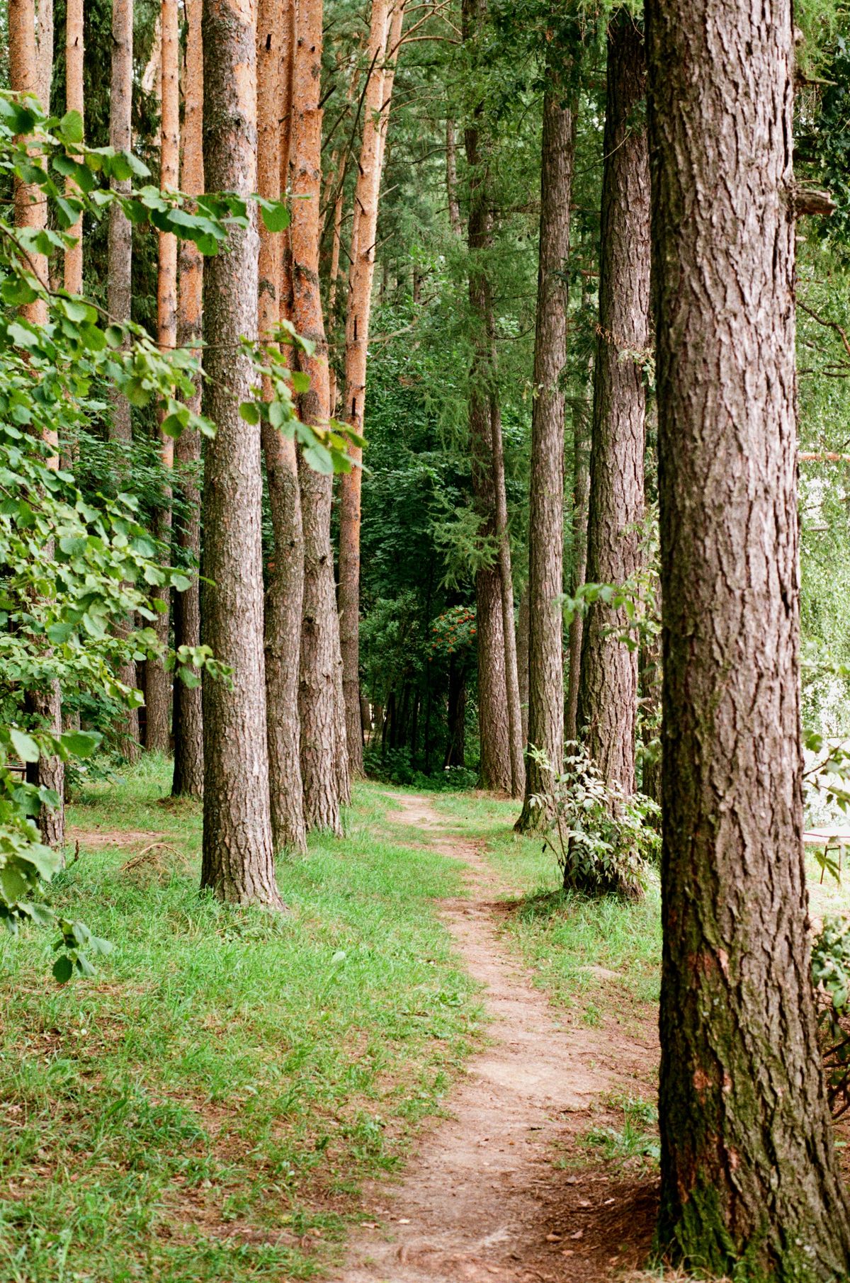 Belgrad Ormanı (Belgrade Forest): Entrance Fees, Trails & Visiting Guide