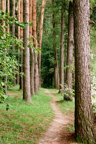 Singletrack path through a pine forest — photo by Alexey Chudin on Pexels
