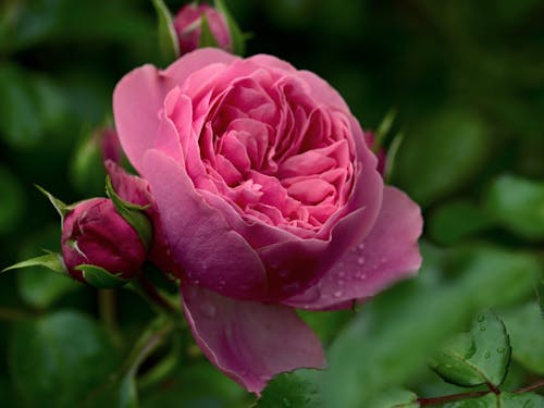 A Pink Rose in Bloom