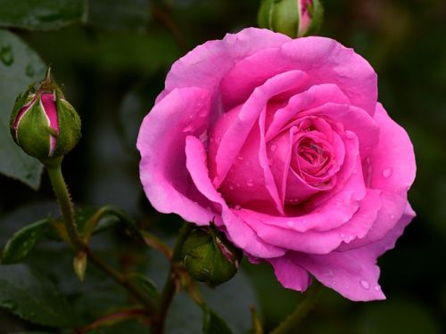 Free A vibrant pink rose with dew droplets, capturing nature's delicate beauty. Stock Photo