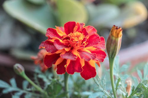 Fotos de stock gratuitas de de cerca, flor roja, flora