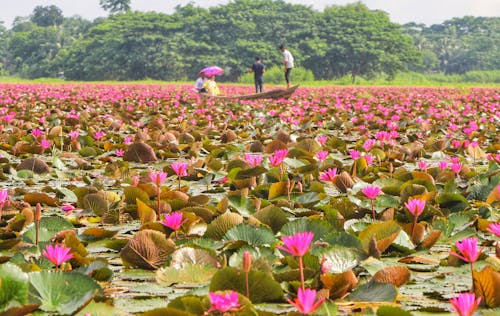 Photos gratuites de bateau, étendue d'eau, fleurs de shapla