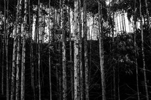 Free Grayscale image of trees in a Brazilian forest, showcasing natural textures and patterns. Stock Photo