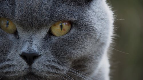 회색 줄무늬 고양이의 얕은 초점