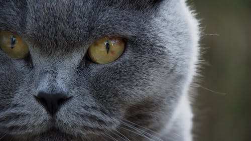 Shallow Focus of Gray Tabby Cat