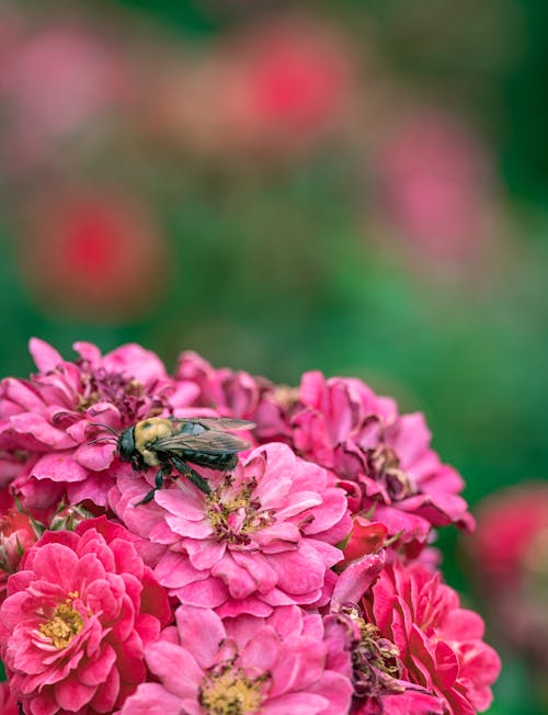 Bee on Pink Flowers