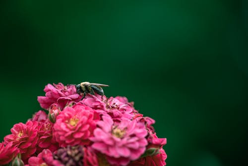 Free Close Up Photo of Bee on Flowers Stock Photo