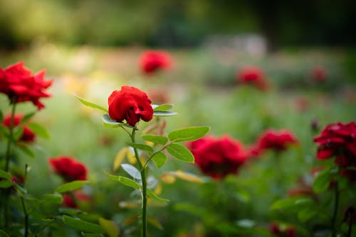 Free Plants with Red Flowers Stock Photo