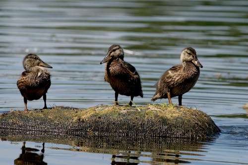 動物攝影, 小鴨, 水禽 的 免费素材图片