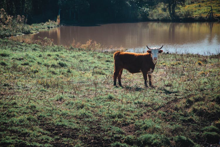 Cow Near Lake