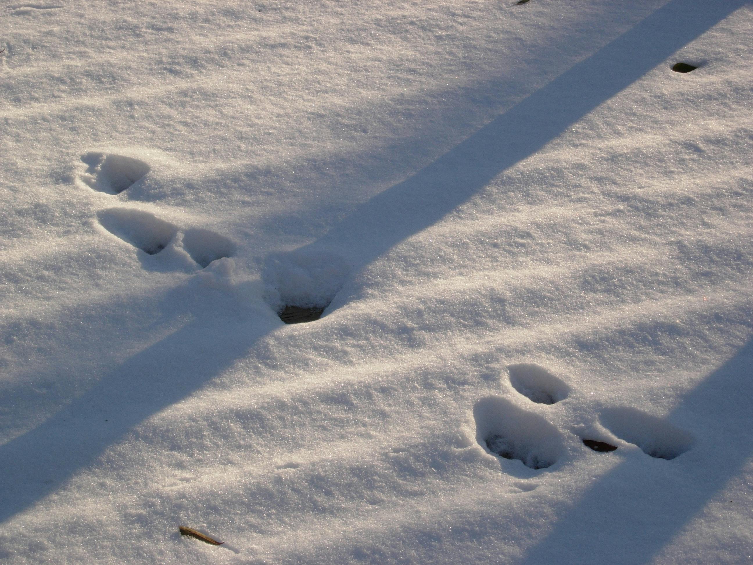 Free stock photo of animal footprints, animal in snow, animal tracks