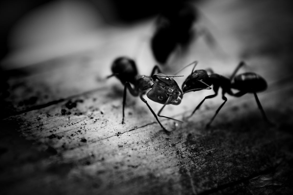 An image of two black ants