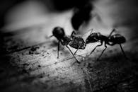 这张引人注目的黑白微距照片捕捉了蚂蚁在粗糙表面上的互动