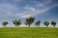 蔚蓝天空下，郁郁葱葱的草地和零散的树木构成了一幅宁静的乡村景色
