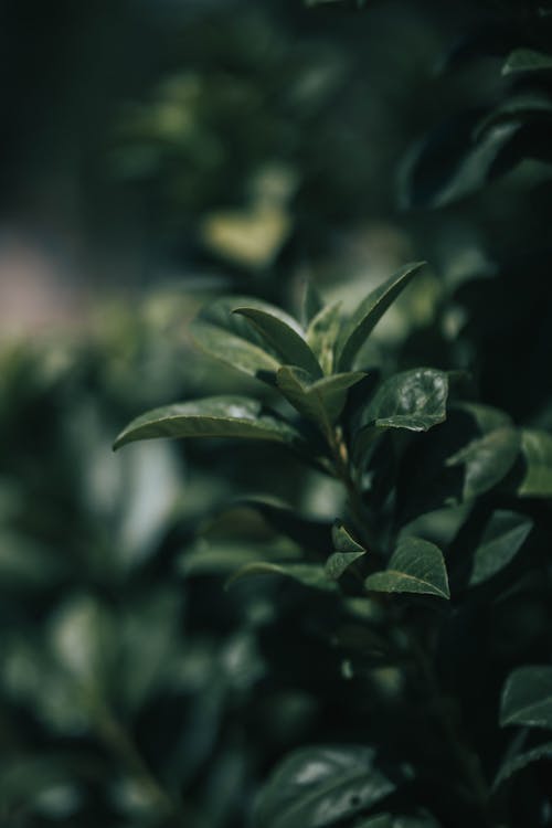 Green Leaves of Plants in Close-up Shot