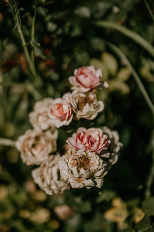 Drying Flowers in Plants