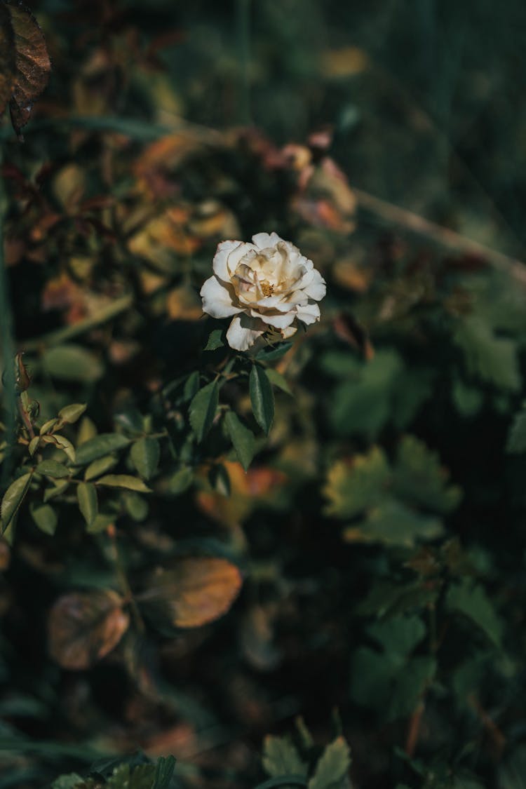 Drying Camellia Flower In The Garden