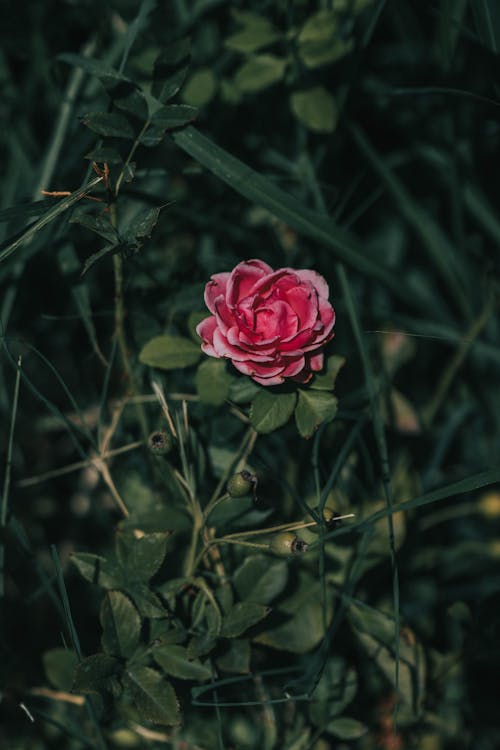 Pink Rose Flower in Bloom