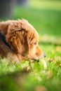 Golden Retriever Puppy Lying on Green Grass Field