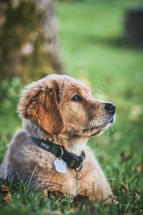 A Dog Lying on the Grass · Free Stock Photo A Dog Lying on the Grass · Free Stock Photo