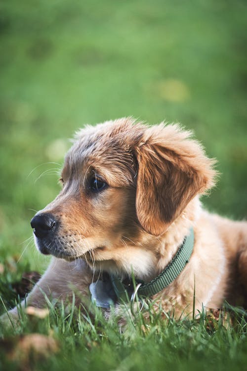 Free A Golden Retriever Puppy Resting on Grass Stock Photo