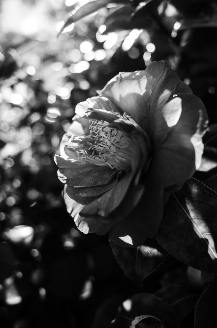 A Camellia Flower In Black And White 