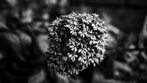 Free Grayscale Photo of Flowers in Bloom Stock Photo
