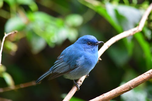 Burung Biru