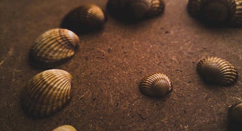 無料 砂の上の各種貝殻 写真素材
