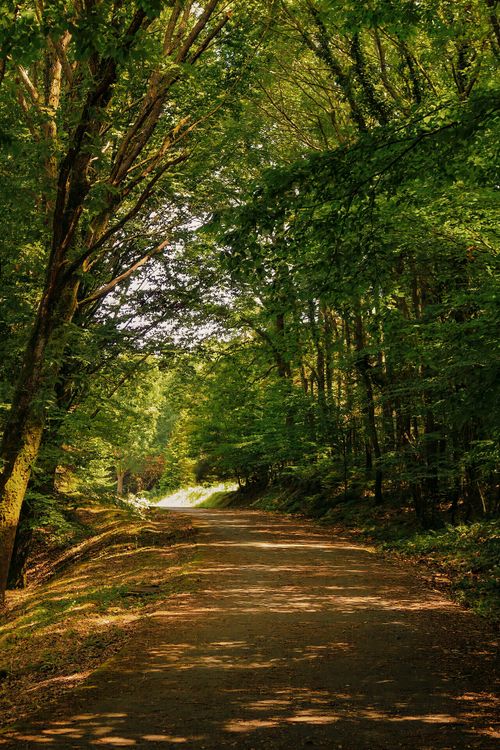Free Tranquil forest pathway with lush trees in Istanbul, Turkey, perfect for nature walks. Stock Photo