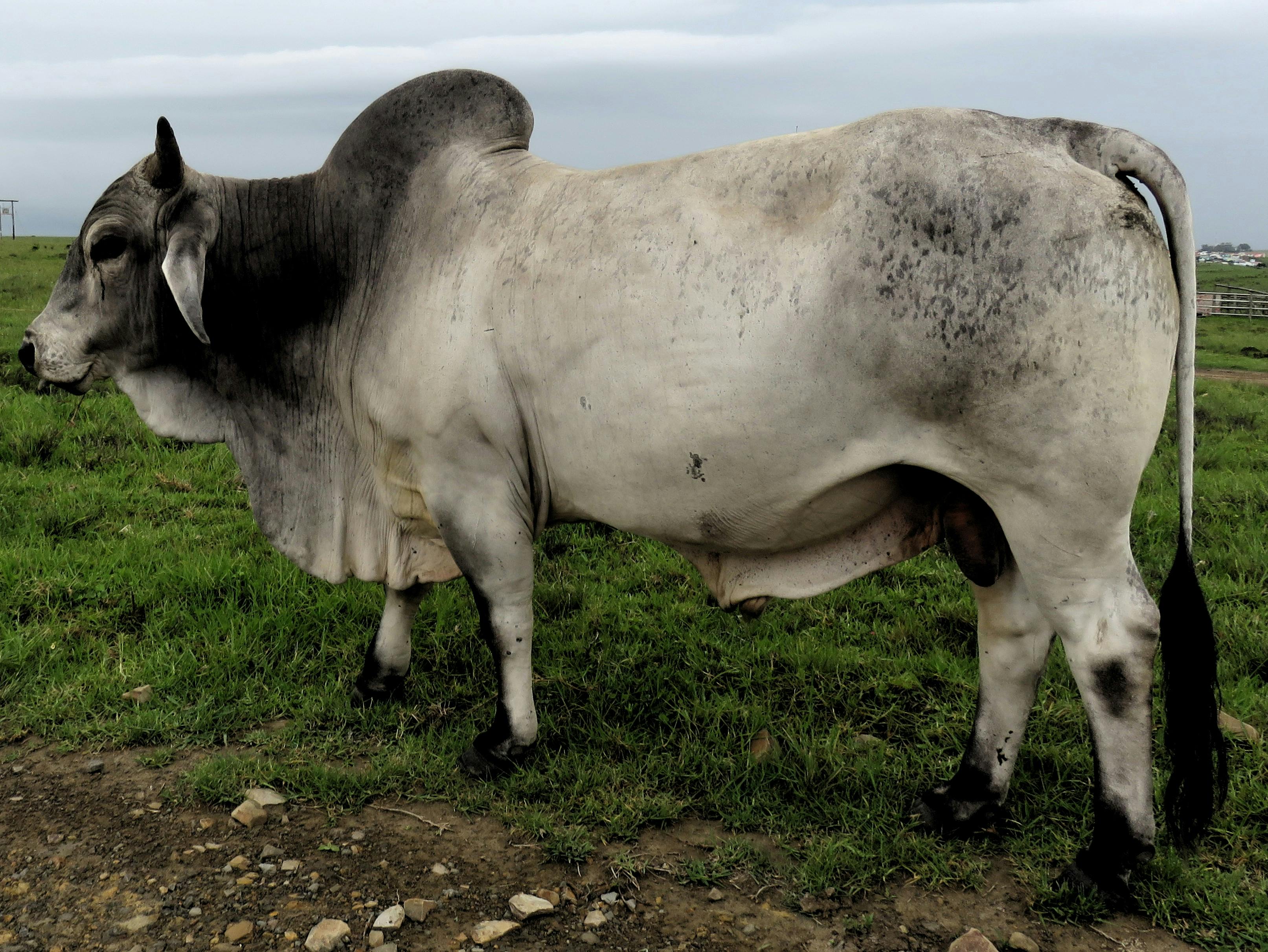 White Brahman Cattle