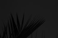 Close-up of Leaves in the Dark