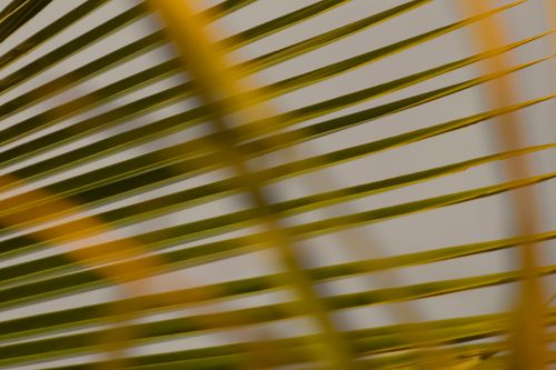 Free Close-up abstract image of sunlit palm leaves creating a vibrant natural pattern. Stock Photo