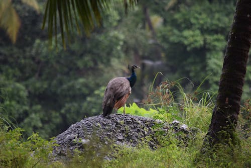 Gratis stockfoto met een pauwin die wacht om de rivier #peahen #india over te steken