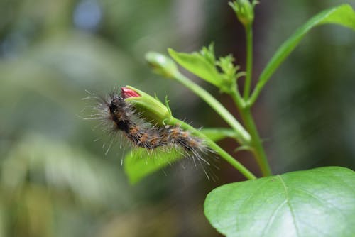 Gratis stockfoto met bloemen, insecten, knop