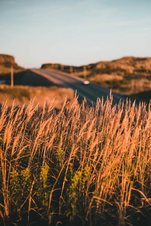 Brown Wheat Field