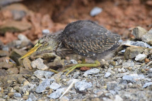 Gratis stockfoto met watervogels van india