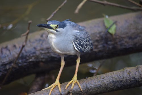 Gratis stockfoto met watervogels van india