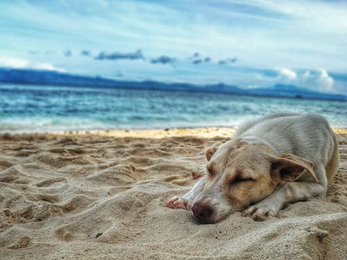 Free Dark Yellow Labrador Retriever Lying on the Sea Shore Stock Photo