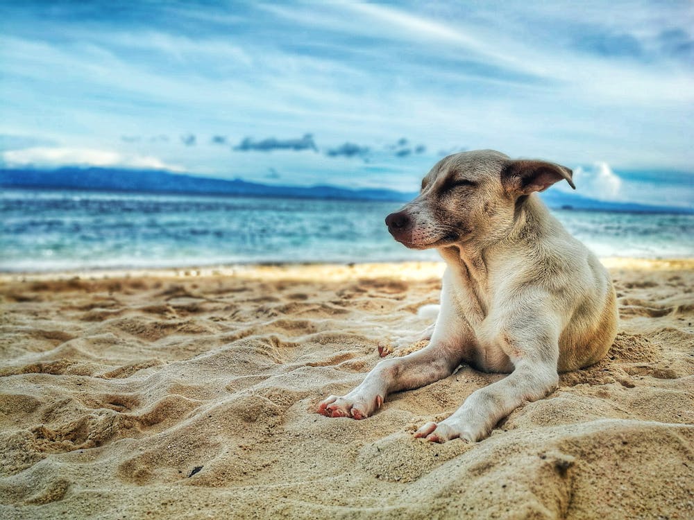 Free Dog Lying on Beach Stock Photo