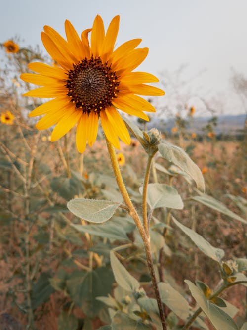 Fotobanka s bezplatnými fotkami na tému hracie pole, lupene, slnečnica