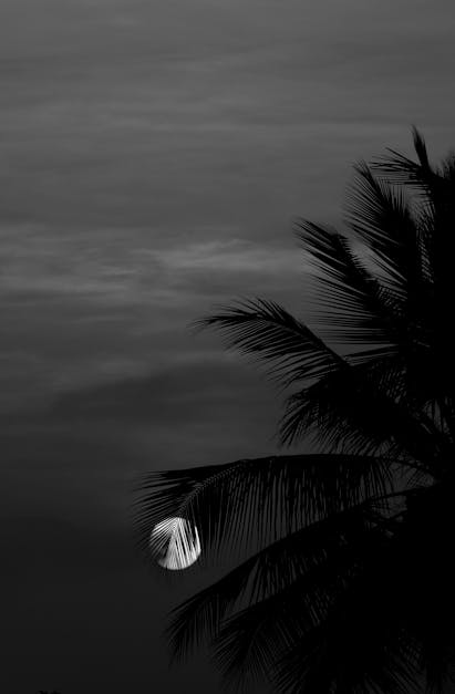 Grayscale Photo of Palm Tree · Free Stock Photo