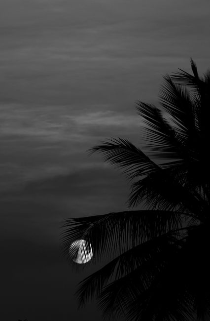 Black and white night scene featuring a silhouette of palm trees and a full moon, creating a tranquil atmosphere.